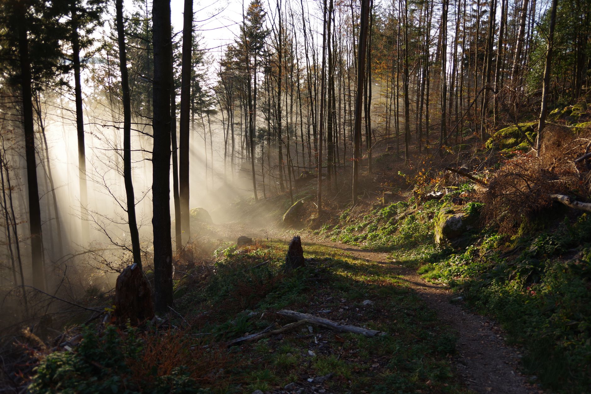 Sentier de terre dans une forêt brumeuse, avec des rayons de soleil entre de hauts troncs, de la mousse, des rochers et des souches.